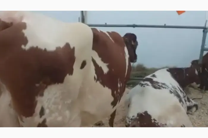 Коровы молочной породы Айшир- фото № 1