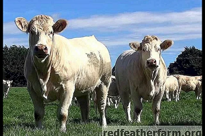 Куплю ВРХ: коровы, быки, телята- фото № 1