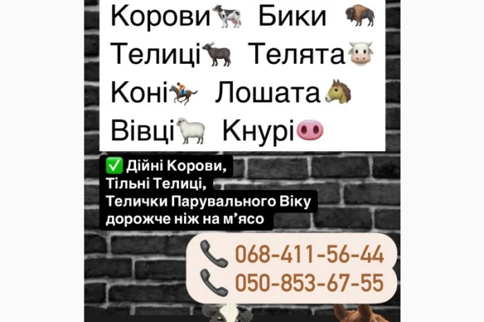 Куплю КРС дорого- фото № 1