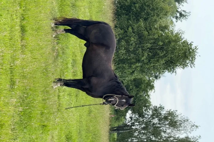 Продаются кони живым весом под заказ, возможна большая партия- фото № 1