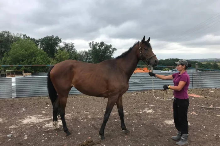 Продається чистокровна гніда кобила- фото № 1