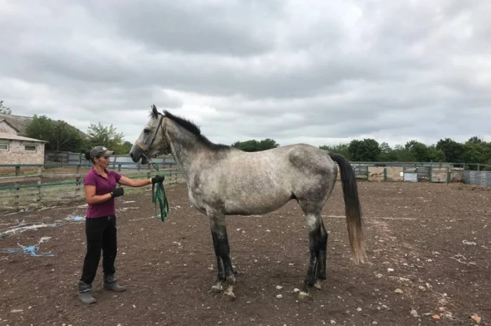 Продается чистокровный серый жеребец- фото № 1