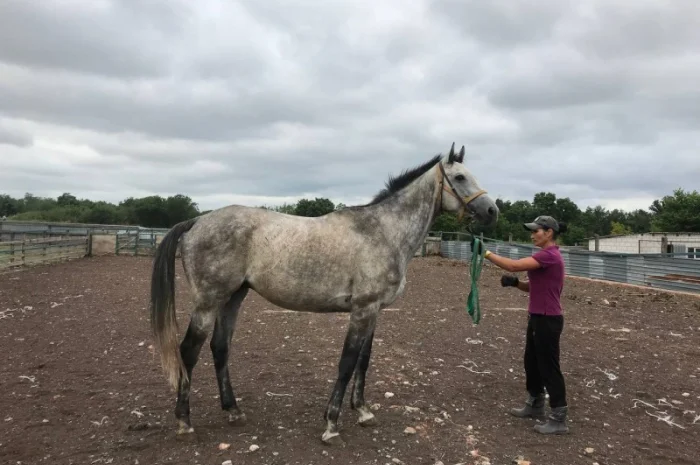 Продается чистокровный серый жеребец- фото № 2