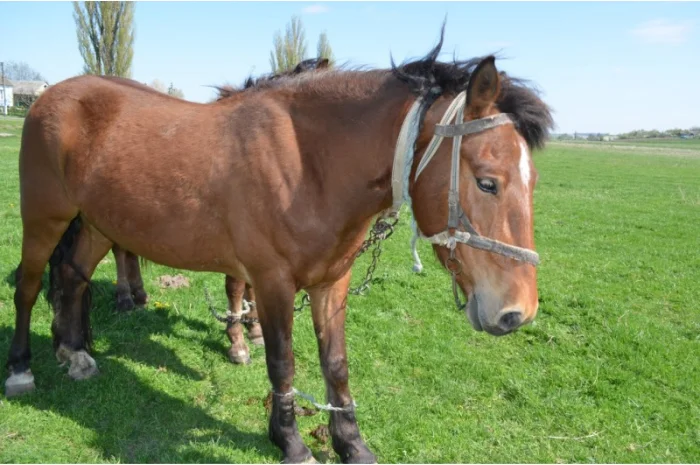 Продается молодой спокойный жеребец- фото № 1