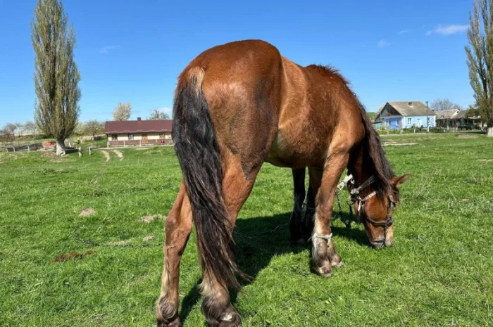 Продается молодой спокойный жеребец- фото № 2