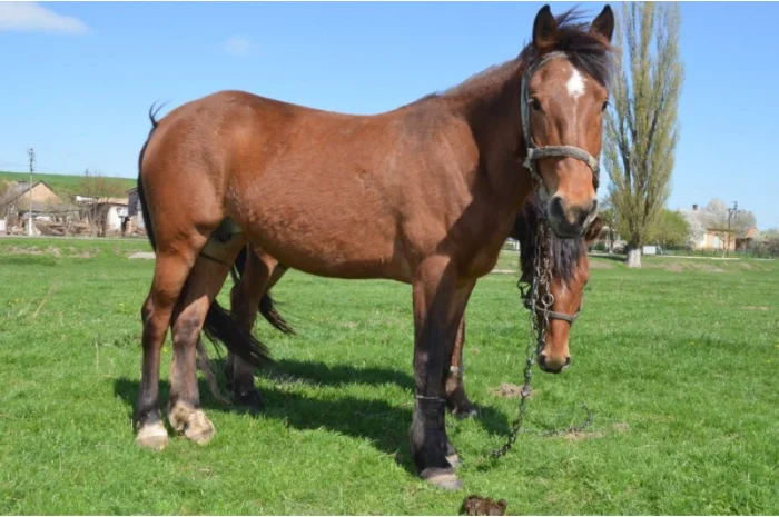 Продается молодой спокойный жеребец- фото № 3