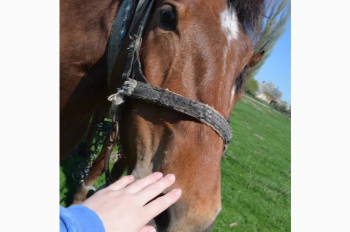 Продается молодой спокойный жеребец- фото № 4