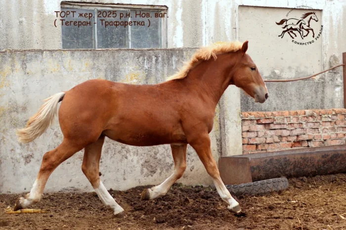 Породистый ваговоз на продаже в Полтавской области- фото № 1