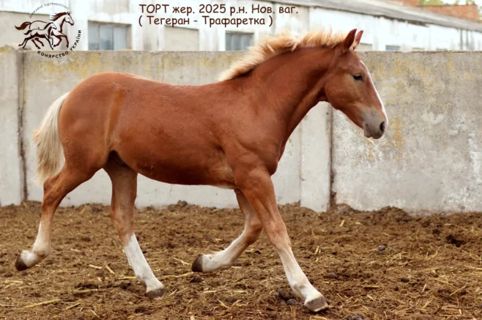 Породистый ваговоз на продаже в Полтавской области- фото № 2