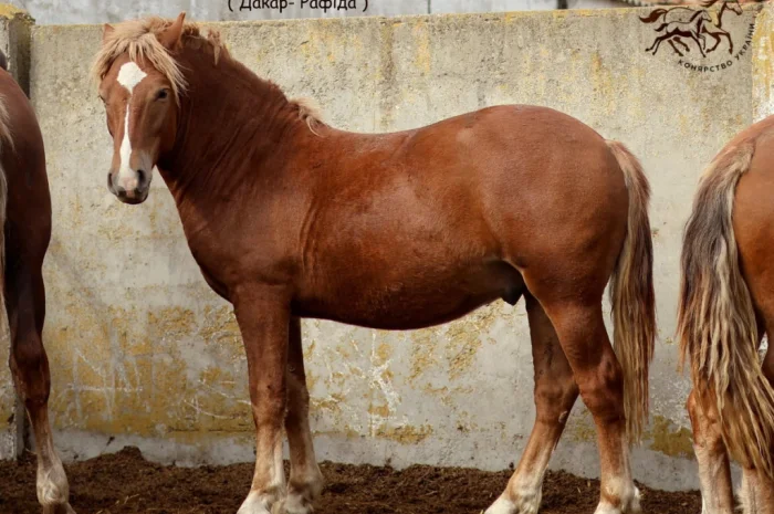 Жеребец новоолександрівської породи на продаж- фото № 1