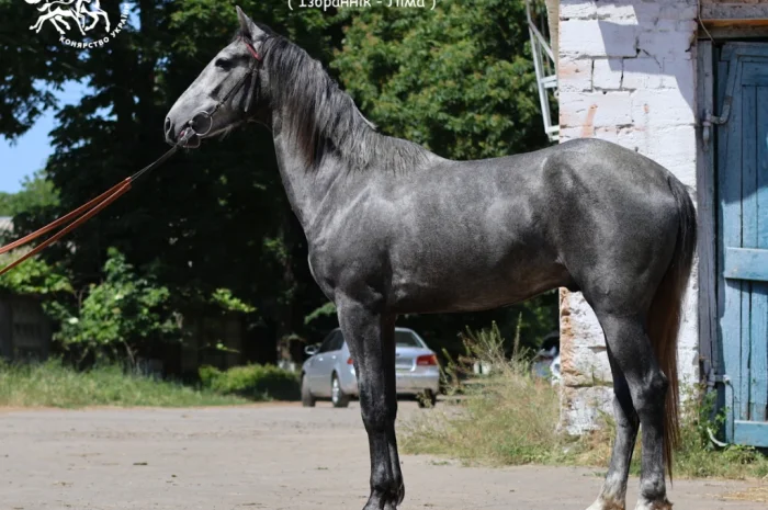 Орловский рисак на продажу- фото № 1
