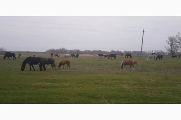 Продаю коней, кобыл и жеребят- фото № 1
