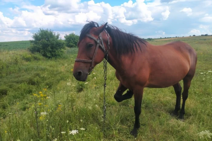 Продается рабочая кобыла- фото № 1