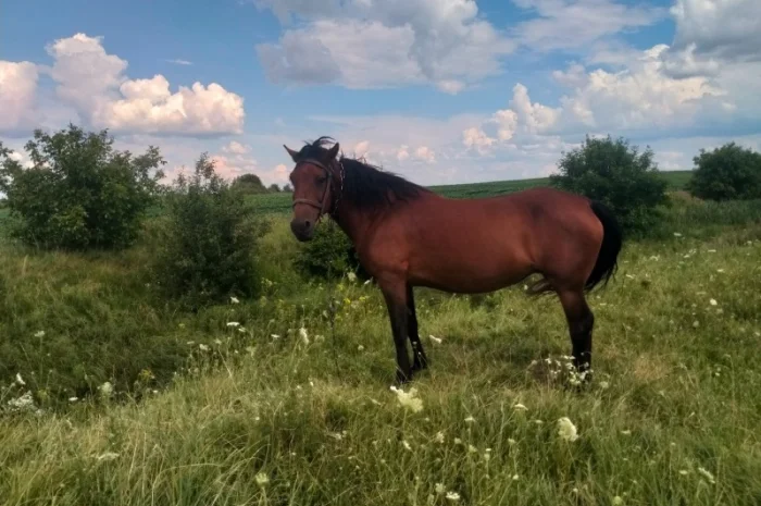 Продается рабочая кобыла- фото № 2