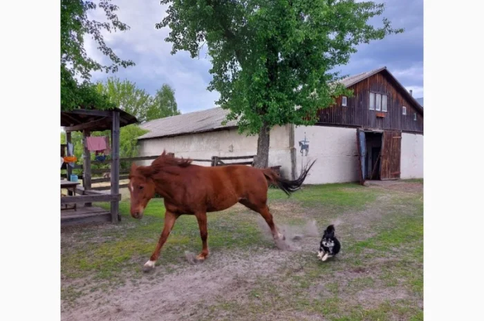 Денники для ваших коней в оренду- фото № 3