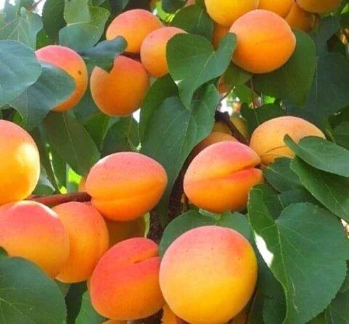 Абрикос Кіото - самоплодный сорт с высокой урожайностью- фото № 2