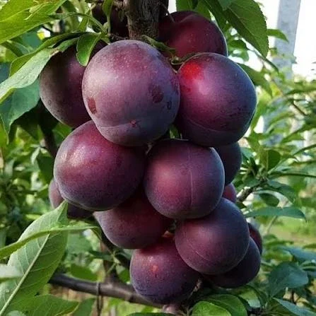 Саженцы абрикоса Чёрный Принц- фото № 1