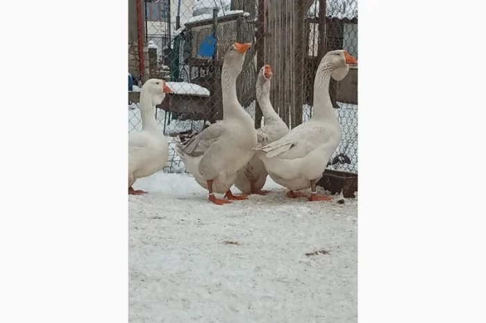 Яйця гусей холмогор- фото № 1