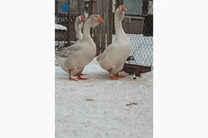 Яйця гусей холмогор- фото № 2