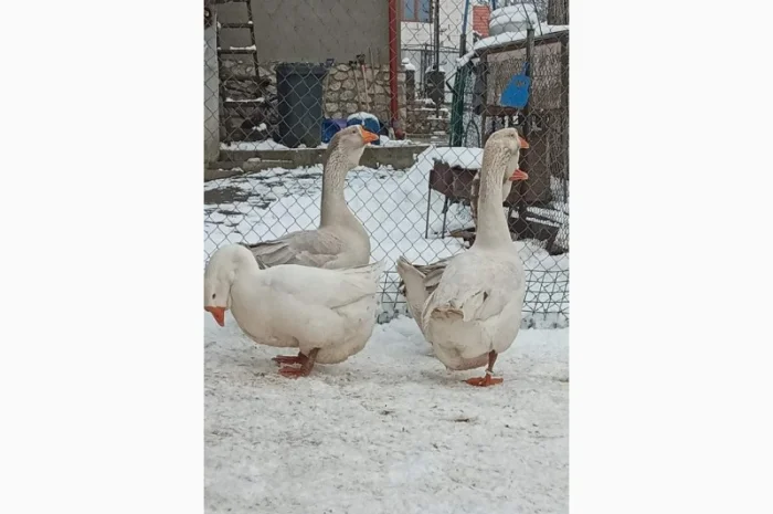 Яйця гусей холмогор- фото № 3