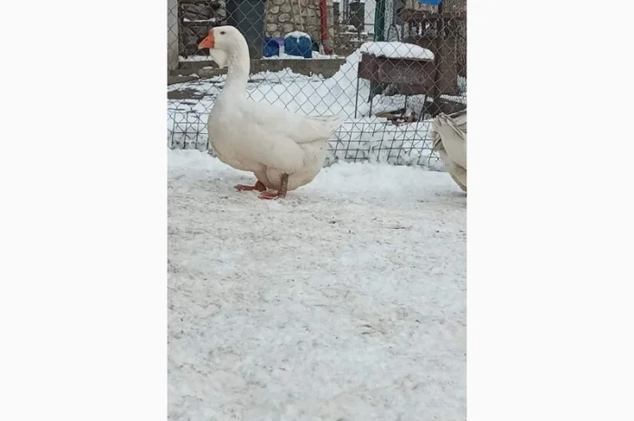 Яйця гусей холмогор- фото № 4