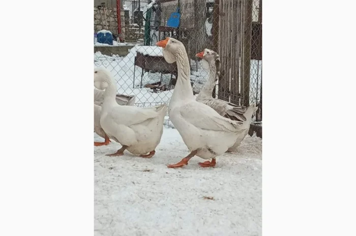 Яйця гусей холмогор- фото № 5