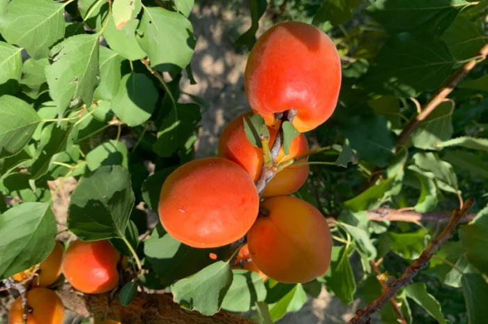 Продается саджанці абрикоса различных сортов- фото № 1