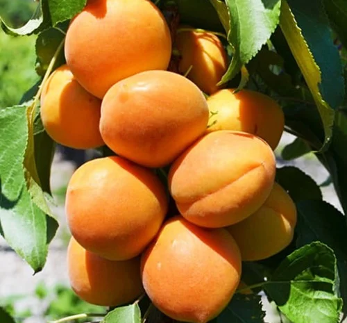 Саженцы колоновидного абрикоса Принц Март в продаже- фото № 1