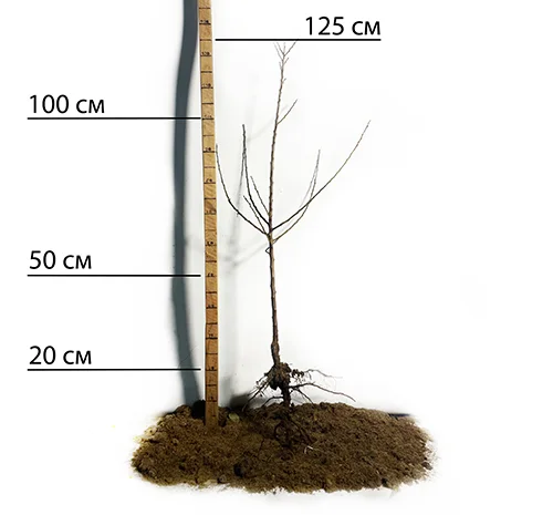 Саженцы колоновидного абрикоса Принц Март в продаже- фото № 2