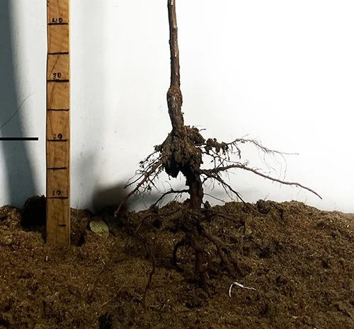 Саженцы колоновидного абрикоса Принц Март в продаже- фото № 3