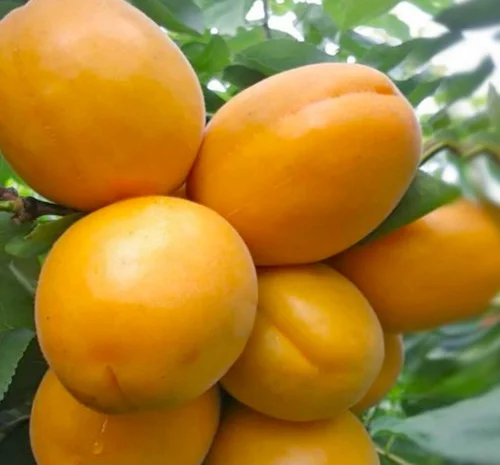 Саженцы абрикоса Голд Рич - 2 года- фото № 1