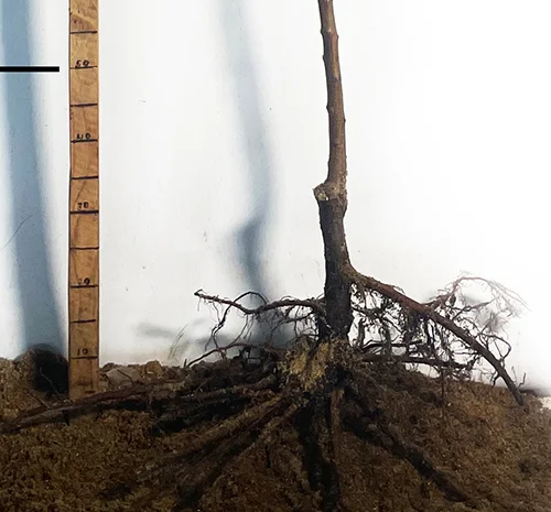 Саженцы абрикоса Голд Рич - 2 года- фото № 3