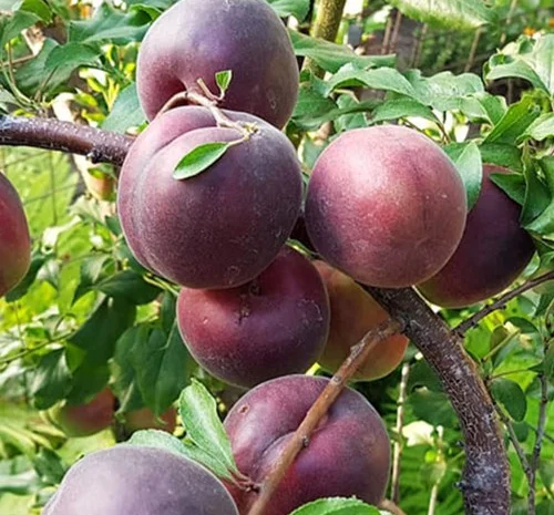 Саджанці абрикоса Чорний Принц - 2 роки- фото № 1