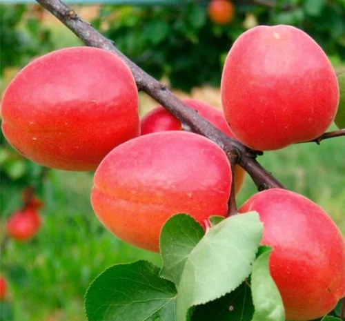 Саженцы абрикоса Ерли Блаш - 2-летние- фото № 1