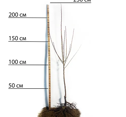 Саженцы абрикоса Вондер Кот - 2-летние- фото № 2