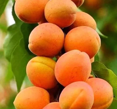 Саженцы колоновидного абрикоса Санни- фото № 1