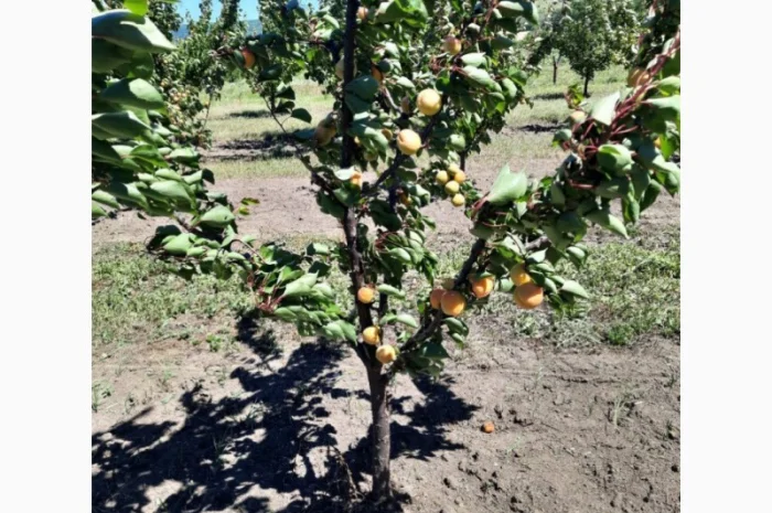 Продаются саженцы абрикоса американской селекции- фото № 2