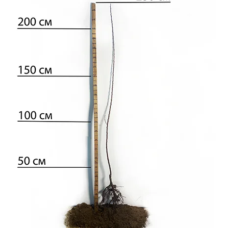 Саженцы абрикоса Ерли Ред Оранж - 1 год- фото № 1