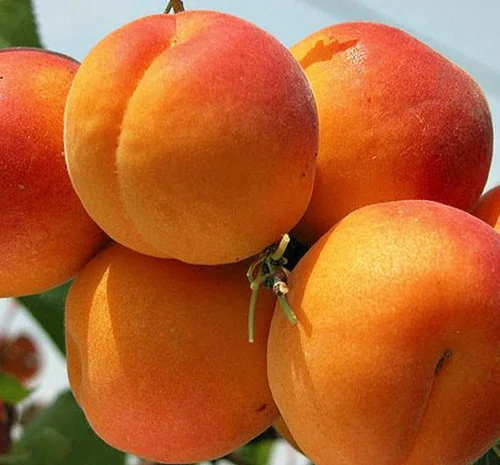 Саженцы абрикоса Ерли Ред Оранж - 1 год- фото № 3