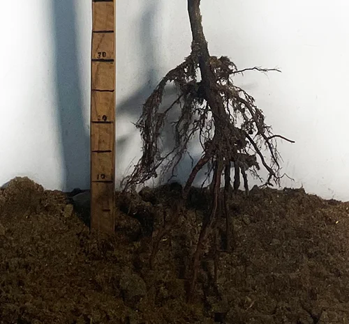 Саженцы абрикоса Фардао – 1 год- фото № 3