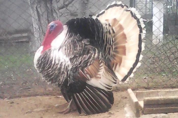 Продам инкубационное яйцо индюков- фото № 1