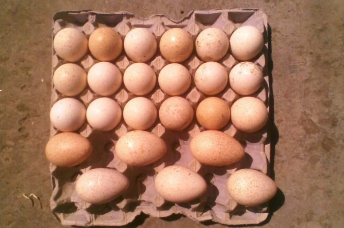 Продам инкубационное яйцо индюков- фото № 2