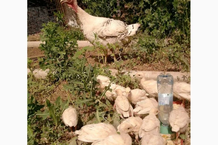 Продам инкубационное яйцо индюков- фото № 3