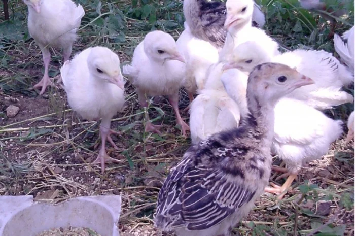 Продам инкубационное яйцо индюков- фото № 4