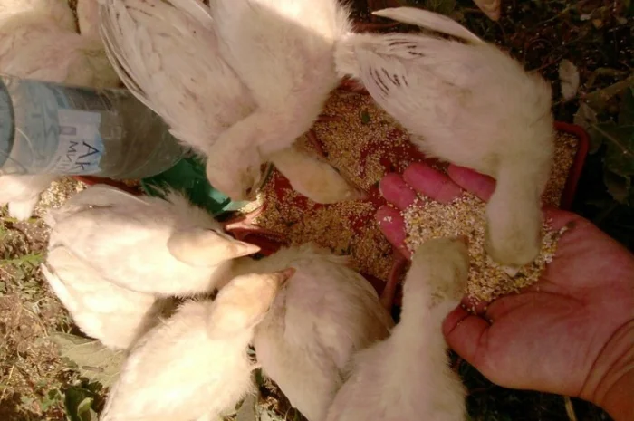 Продам инкубационное яйцо индюков- фото № 5