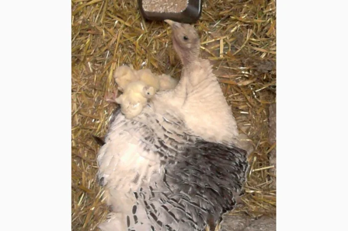 Продам инкубационное яйцо индюков- фото № 6