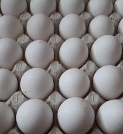 Инкубационное яйцо Леггорн белый- фото № 1