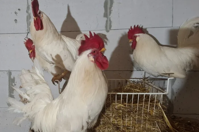 Инкубационное яйцо Леггорн белый- фото № 2