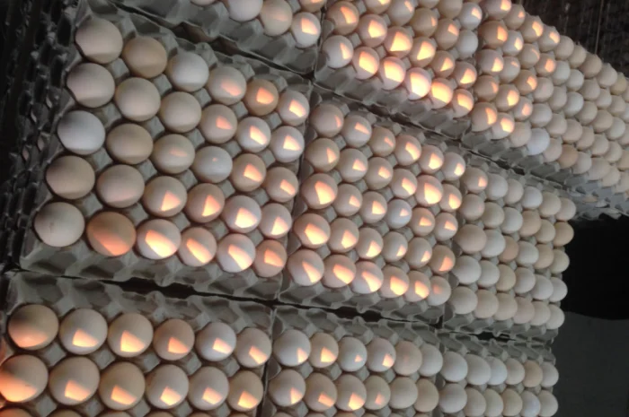 Инкубационное яйцо бройлера кросса ROSS 308 производства стран ЕС- фото № 1