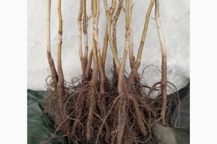 Саженцы и черенки для прививки ореха Пекан- фото № 1